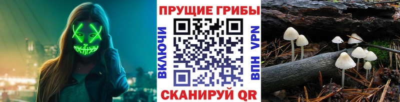 Галлюциногенные грибы Psilocybe  Южно-Сухокумск 